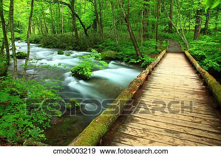 Oirase mountain stream, Aomori Prefecture View Large Photo Image Stock Photo - Oirase mountain stream, Aomori Prefecture. Fotosearch
