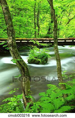 Oirase mountain stream, Aomori Prefecture View Large Photo Image Stock Photograph - Oirase mountain stream, Aomori Prefecture. Fotosearch