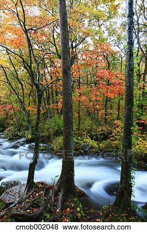 Oirase mountain stream View Large Photo Image Stock Photo - Oirase mountain stream. Fotosearch