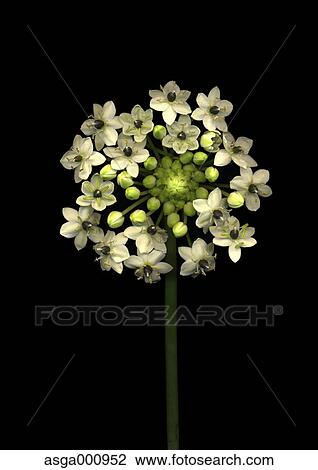 Ornithogalum flowers on black background View Large Photo Image Stock Image - Ornithogalum flowers on black background. Fotosearch