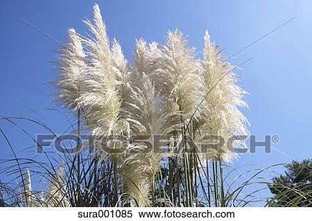 Pampas grass View Large Photo Image Stock Photography - Pampas grass. Fotosearch