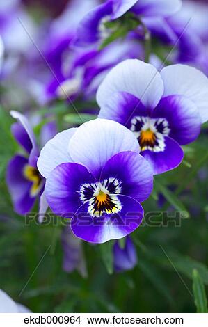 Pansy flowers View Large Photo Image Picture - Pansy flowers. Fotosearch