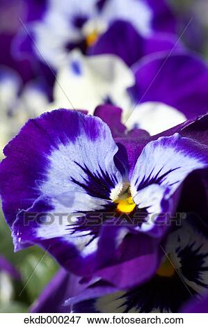 Pansy flowers View Large Photo Image Stock Photo - Pansy flowers. Fotosearch