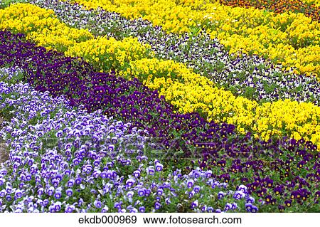 Pansy flowers View Large Photo Image Stock Photo - Pansy flowers. Fotosearch