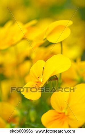 Pansy flowers View Large Photo Image Stock Photography - Pansy flowers. Fotosearch