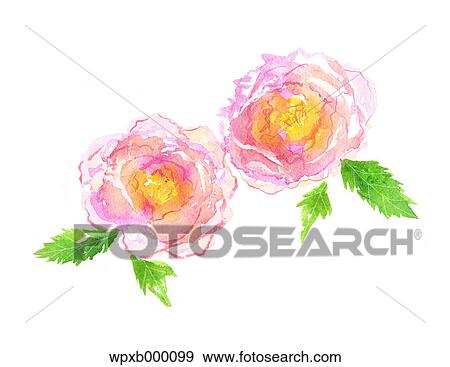 Peony illustration View Large Photo Image Stock Photo - Peony illustration. Fotosearch