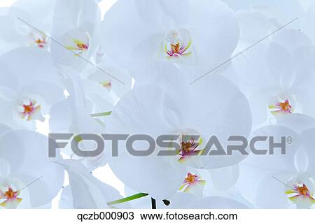 Stock Image - Phalaenopsis orchid flowers. Fotosearch