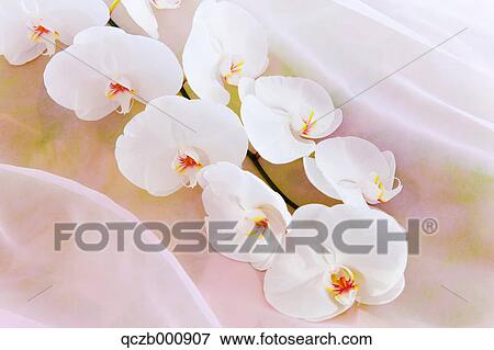 Stock Photo - Phalaenopsis orchid flowers. Fotosearch