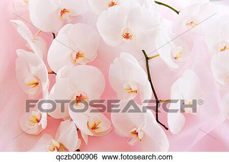 Phalaenopsis orchid flowers View Large Photo Image Stock Photograph - Phalaenopsis orchid flowers. Fotosearch