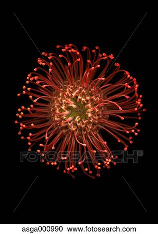 Pincushion flower on black background View Large Photo Image Stock Image - Pincushion flower on black background. Fotosearch
