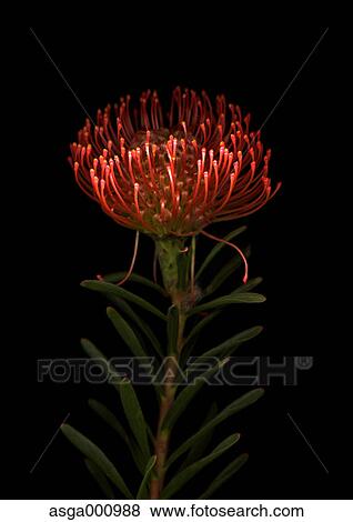 Pincushion flower on black background View Large Photo Image Stock Photo - Pincushion flower on black background. Fotosearch