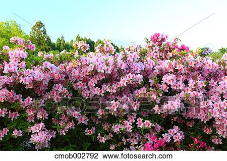 Pink flowers in Aso, Kumamoto Prefecture View Large Photo Image Stock Image - Pink flowers in Aso, Kumamoto Prefecture. Fotosearch
