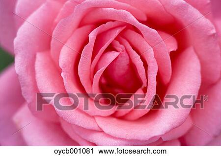 Pink rose View Large Photo Image Stock Image - Pink rose. Fotosearch