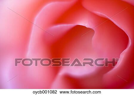 Stock Image - Pink rose. Fotosearch