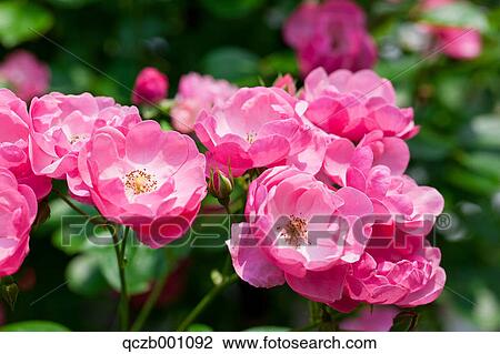 Pink roses View Large Photo Image Stock Image - Pink roses. Fotosearch