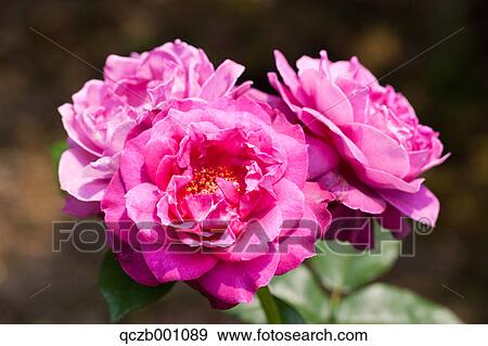 Pink roses View Large Photo Image Stock Photo - Pink roses. Fotosearch