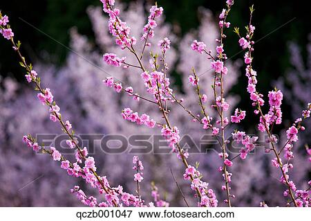 Plum and cherry flowers View Large Photo Image Stock Photo - Plum and cherry flowers. Fotosearch