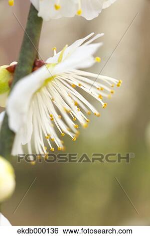 Stock Photograph - Plum blossom. Fotosearch