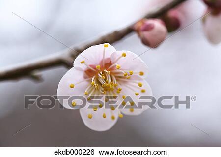 Plum blossom View Large Photo Image Stock Photograph - Plum blossom. Fotosearch