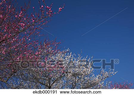 Plum blossoms and blue sky View Large Photo Image Stock Image - Plum blossoms and blue sky. Fotosearch