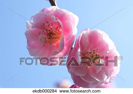Plum blossoms View Large Photo Image Picture - Plum blossoms. Fotosearch