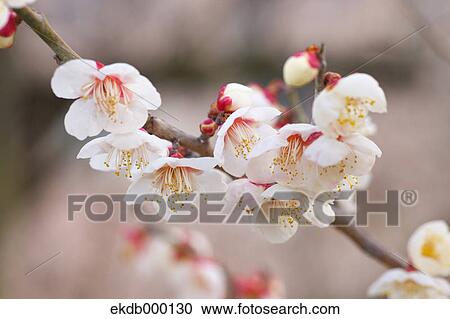 Plum blossoms View Large Photo Image Stock Image - Plum blossoms. Fotosearch