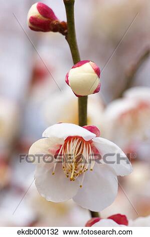 Plum blossoms View Large Photo Image Stock Image - Plum blossoms. Fotosearch