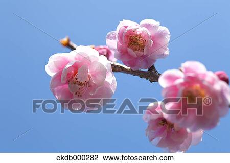 Plum blossoms View Large Photo Image Stock Image - Plum blossoms. Fotosearch