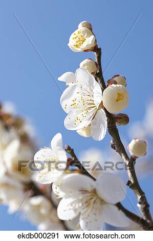 Plum blossoms View Large Photo Image Stock Image - Plum blossoms. Fotosearch