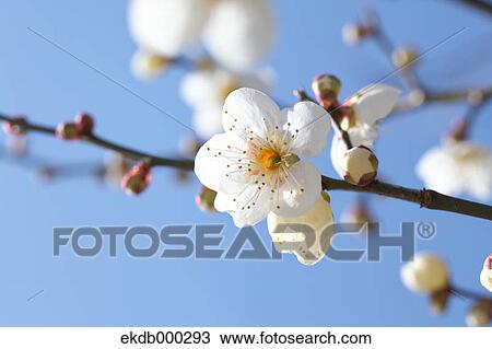 Plum blossoms View Large Photo Image Stock Image - Plum blossoms. Fotosearch