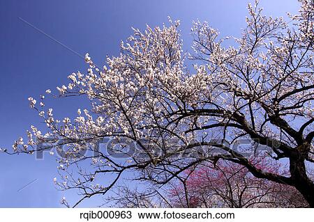 Plum flowers and blue sky View Large Photo Image Stock Image - Plum flowers and blue sky. Fotosearch