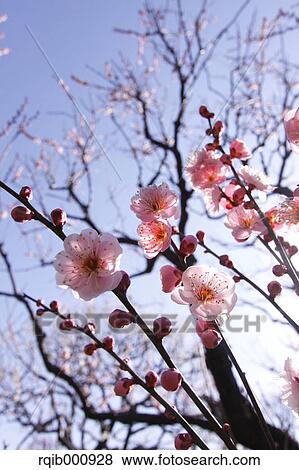 Plum flowers and blue sky View Large Photo Image Stock Photo - Plum flowers and blue sky. Fotosearch