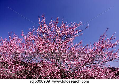 Plum flowers and blue sky View Large Photo Image Stock Photo - Plum flowers and blue sky. Fotosearch
