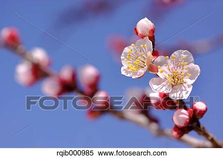 Stock Photography - Plum flowers and blue sky. Fotosearch