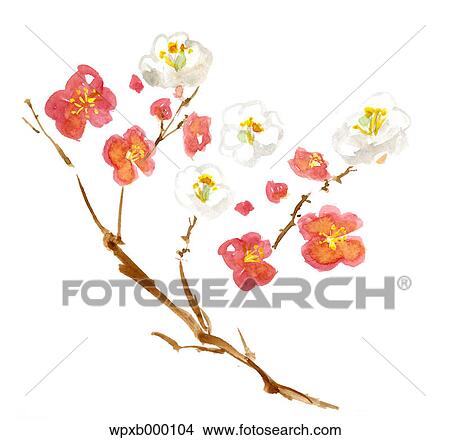 Plum flowers illustration View Large Photo Image Picture - Plum flowers illustration. Fotosearch