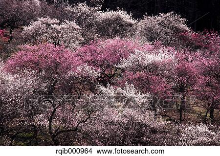 Plum flowers View Large Photo Image Picture - Plum flowers. Fotosearch