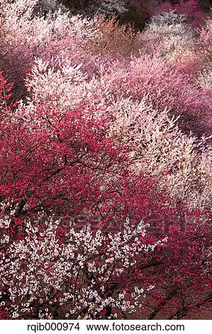 Plum flowers View Large Photo Image Picture - Plum flowers. Fotosearch