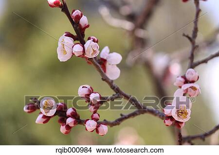Picture - Plum flowers. Fotosearch