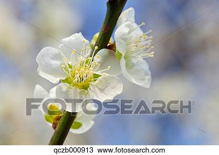 Plum flowers View Large Photo Image Stock Image - Plum flowers. Fotosearch