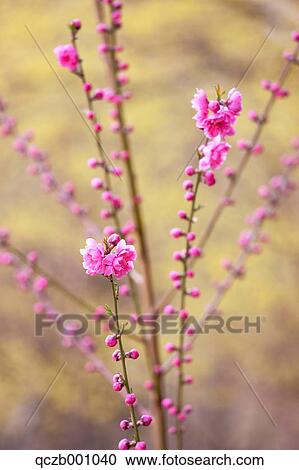 Stock Image - Plum flowers. Fotosearch
