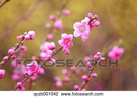 Stock Image - Plum flowers. Fotosearch