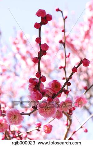 Stock Image - Plum flowers. Fotosearch