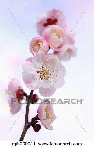 Stock Image - Plum flowers. Fotosearch