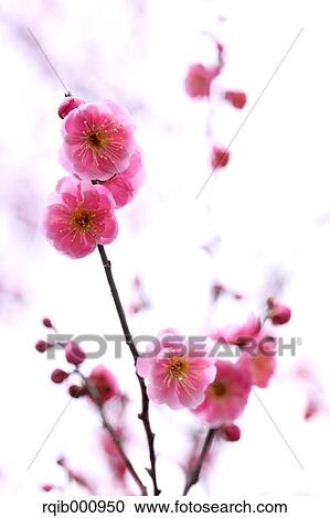 Stock Image - Plum flowers. Fotosearch