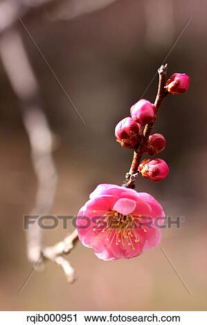 Stock Image - Plum flowers. Fotosearch