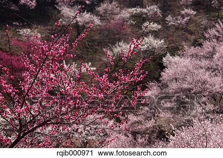 Stock Image - Plum flowers. Fotosearch