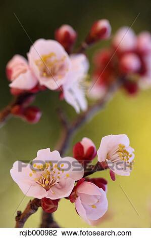 Plum flowers View Large Photo Image Stock Image - Plum flowers. Fotosearch