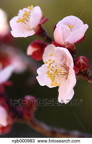 Stock Image - Plum flowers. Fotosearch