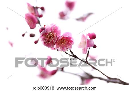 Plum flowers View Large Photo Image Stock Photo - Plum flowers. Fotosearch