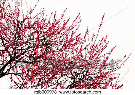 Stock Photo - Plum flowers. Fotosearch